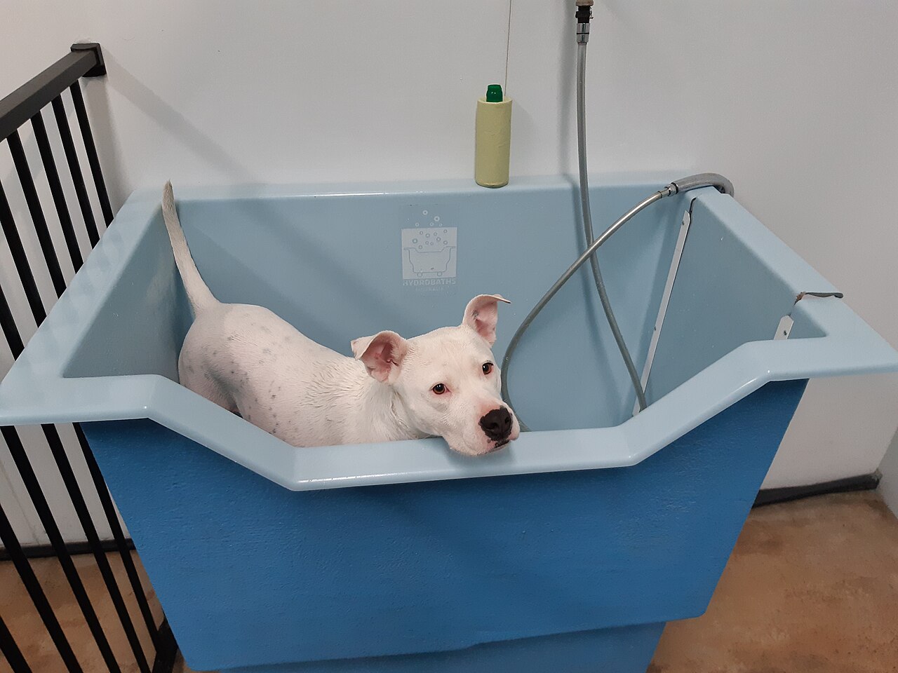 バスタブでシャンプーを待つ犬