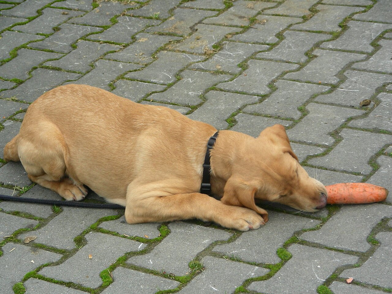 にんじんをかじるラブラドールの子犬