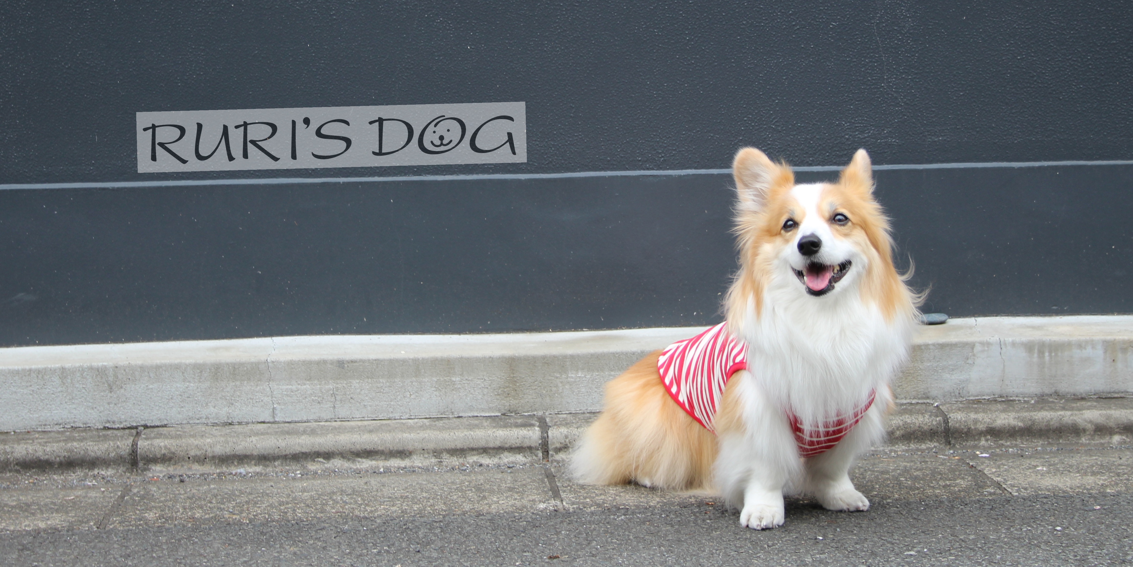 RURI'S DOGの犬服を着たコーギー